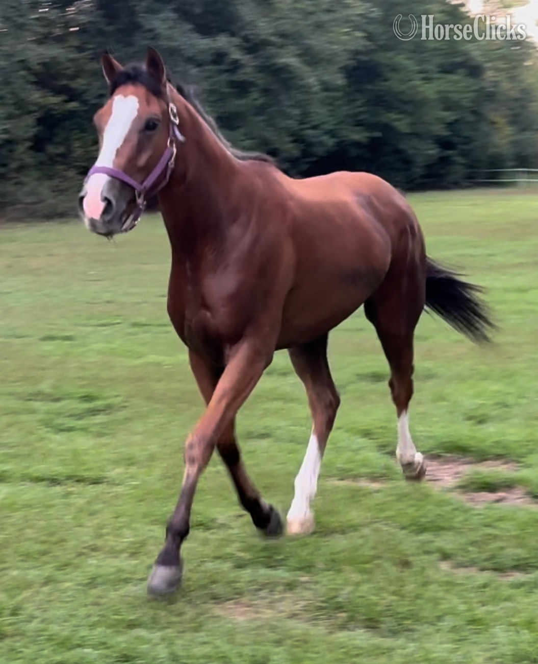 "Happy Talker" Bay Gelding Thoroughbred in Alabama