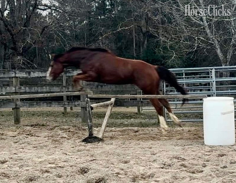 "Happy Talker" Bay Gelding Thoroughbred