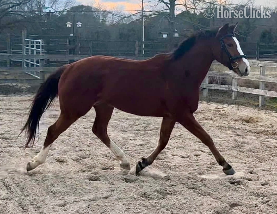 Alabama "Happy Talker" Bay Gelding Thoroughbred