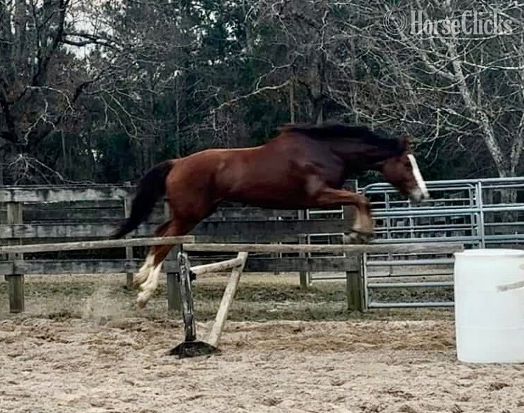 "Happy Talker" Bay Gelding Thoroughbred - Thoroughbred in Alabama