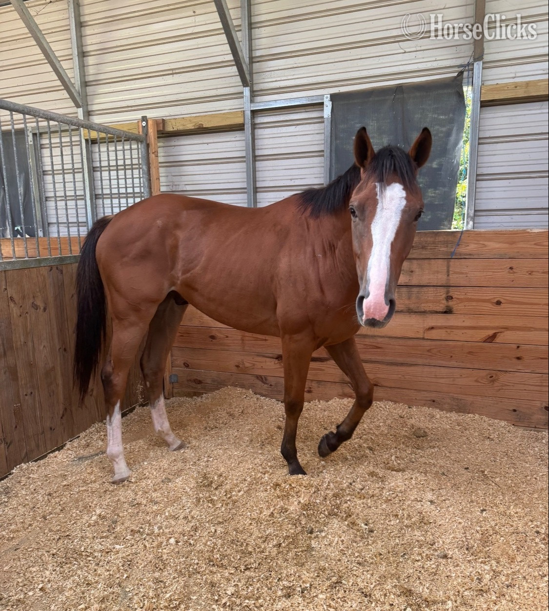 "Happy Talker" Bay Gelding Thoroughbred - Thoroughbred