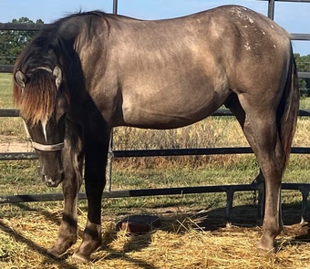"Salem" Grullo Colt Draft