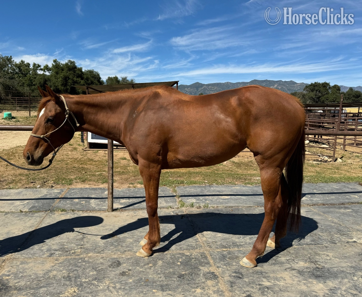 "Honey" Chestnut Mare Thoroughbred in California