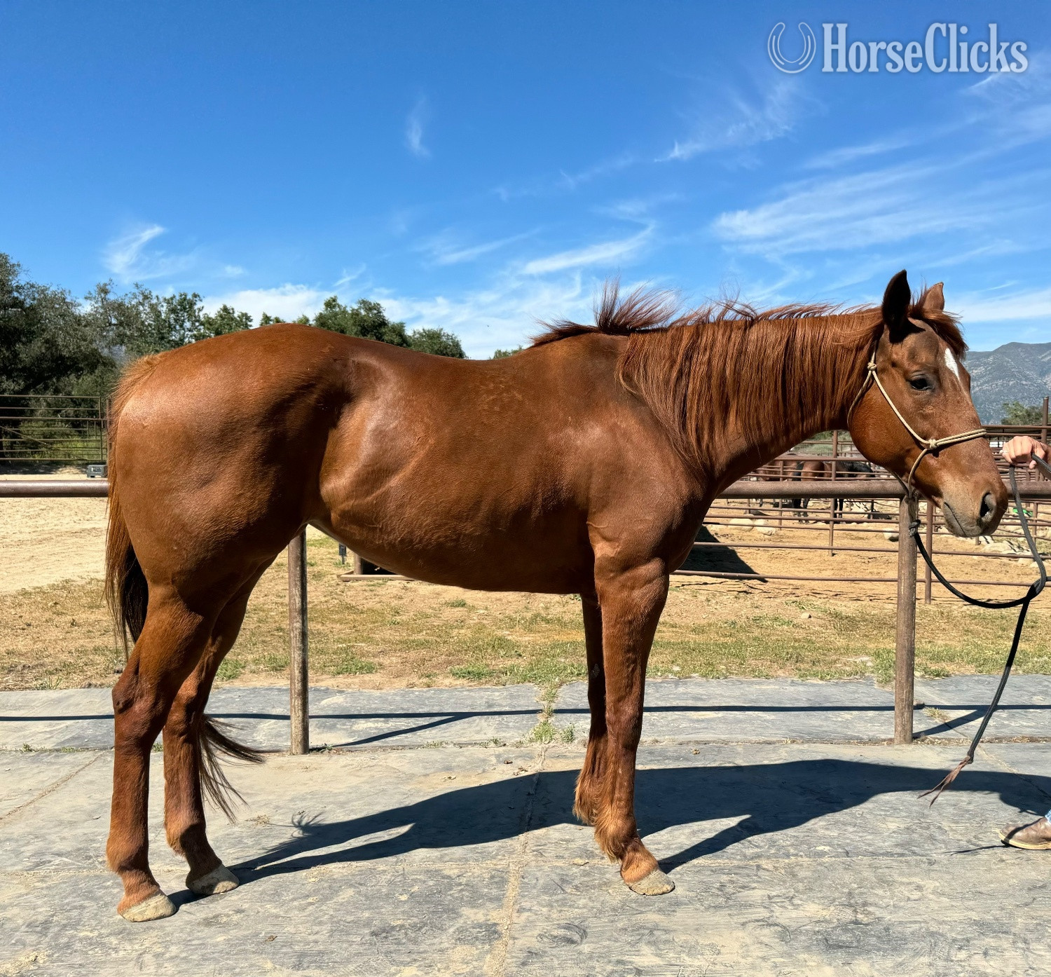 "Honey" Chestnut Mare Thoroughbred