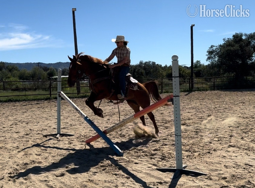 California "Honey" Chestnut Mare Thoroughbred