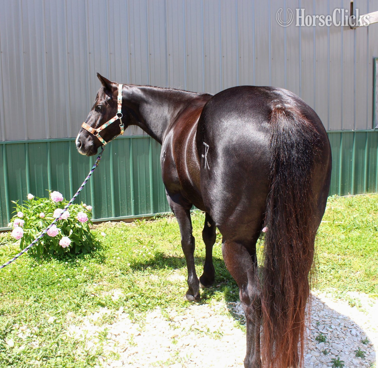 "Tulsa " Black Mare Paint in Nebraska