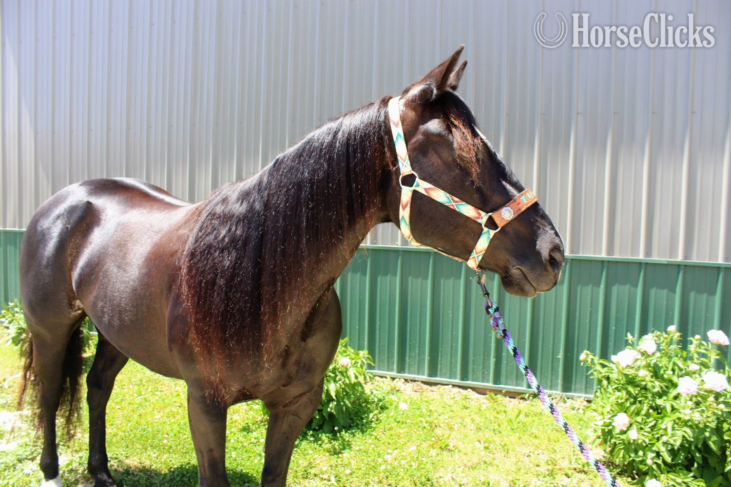 "Tulsa " Black Mare Paint