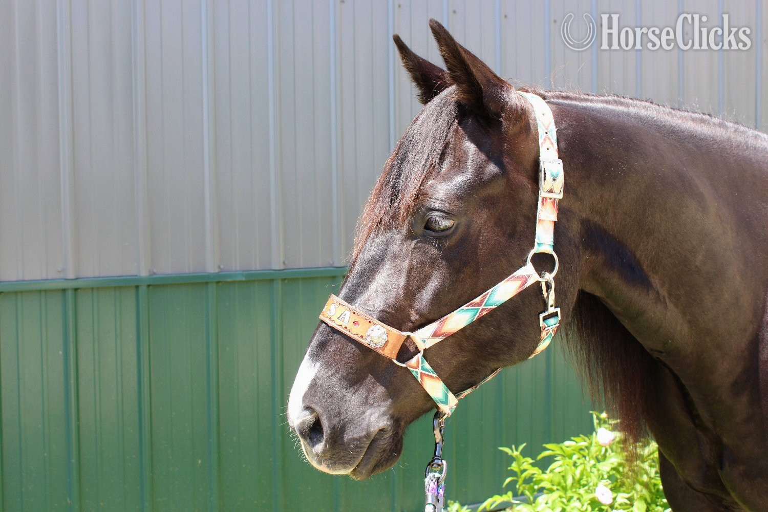 Nebraska "Tulsa " Black Mare Paint