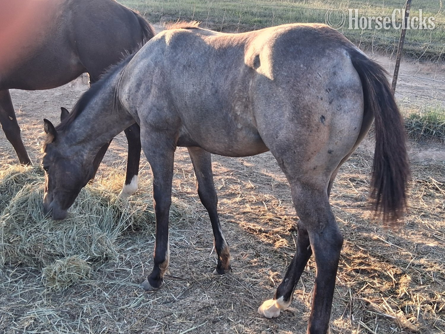 "Apache " Roan Filly Other Breed in Arkansas