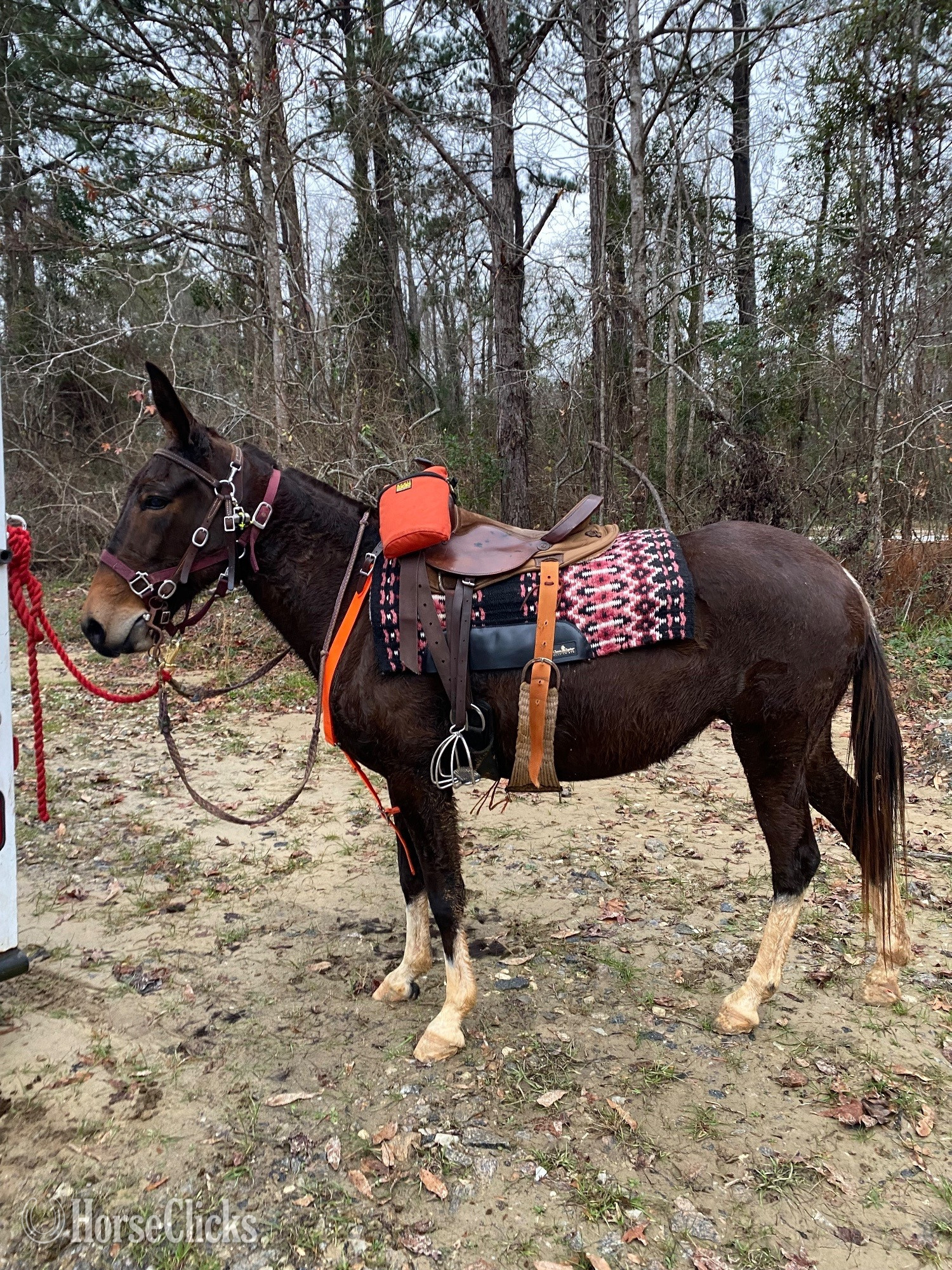 "Mallory" Bay Mare Mule in Alabama