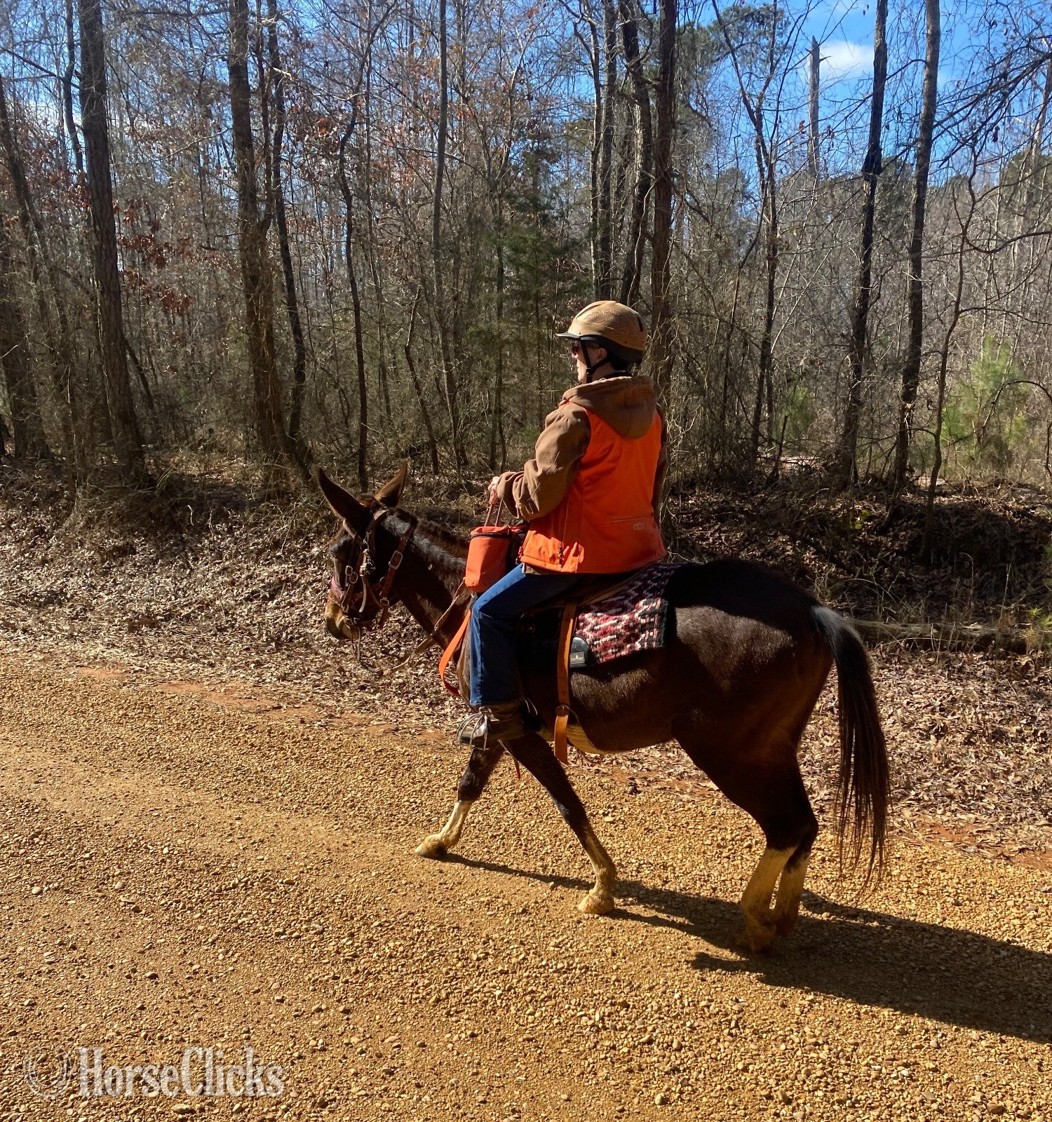 "Mallory" Bay Mare Mule