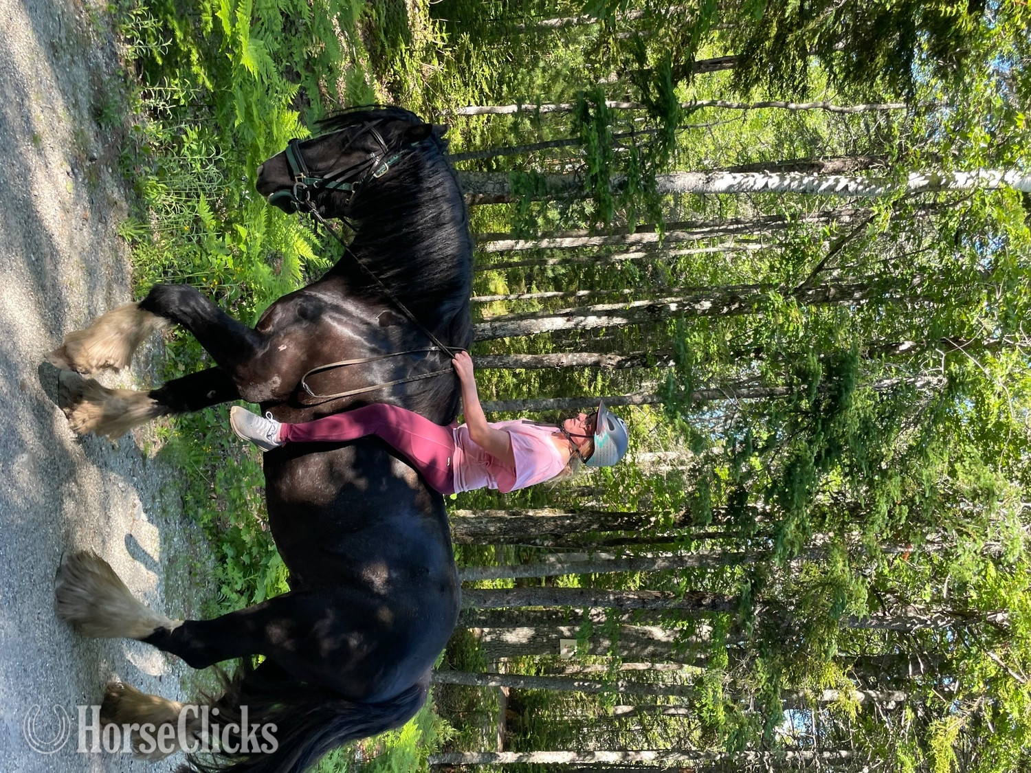 "Bates Bear Cannon Cates    (Bear) " Black Gelding Shire in Maine