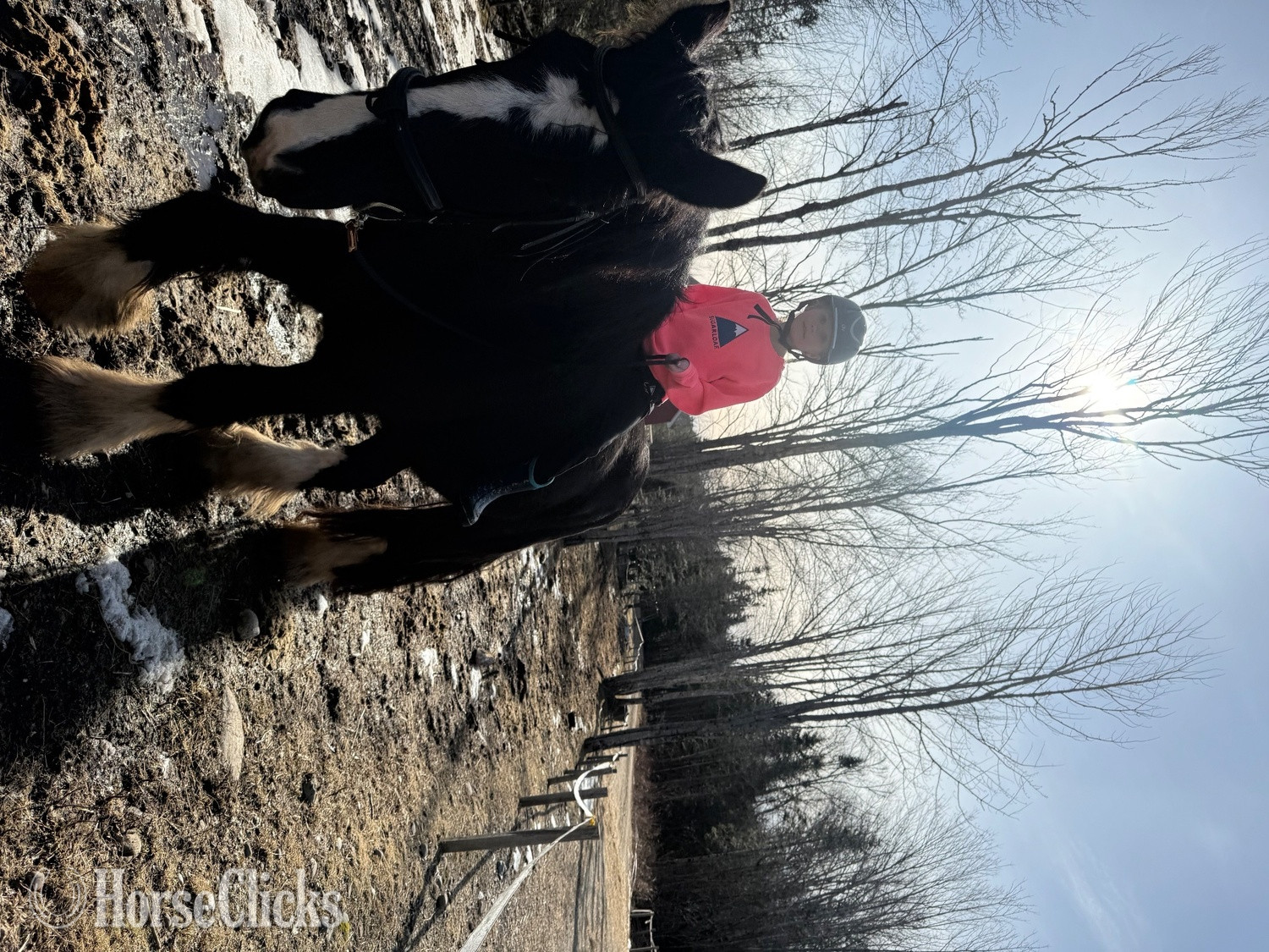 "Bates Bear Cannon Cates    (Bear) " Black Gelding Shire