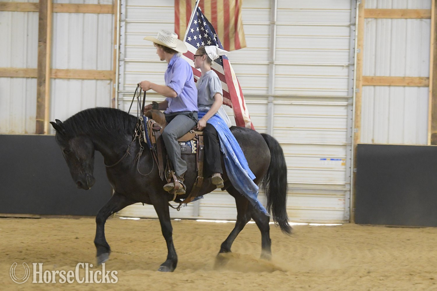 Friesian - "Haze " Black Gelding Friesian