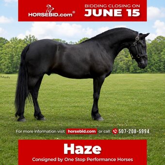 "Haze " Black Gelding Friesian