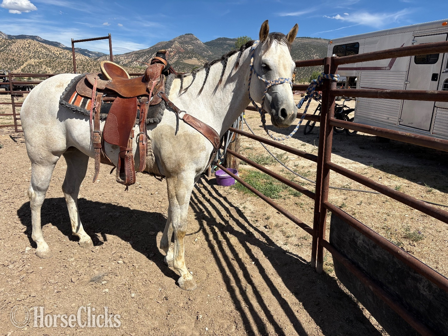 "Cora " Grey Mare Quarter Horse in Utah