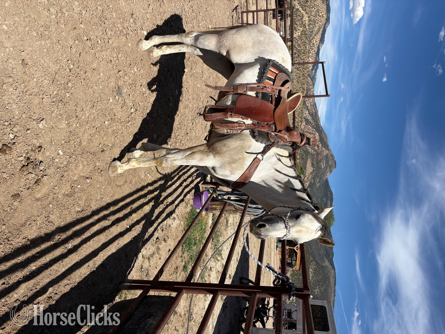 "Cora " Grey Mare Quarter Horse