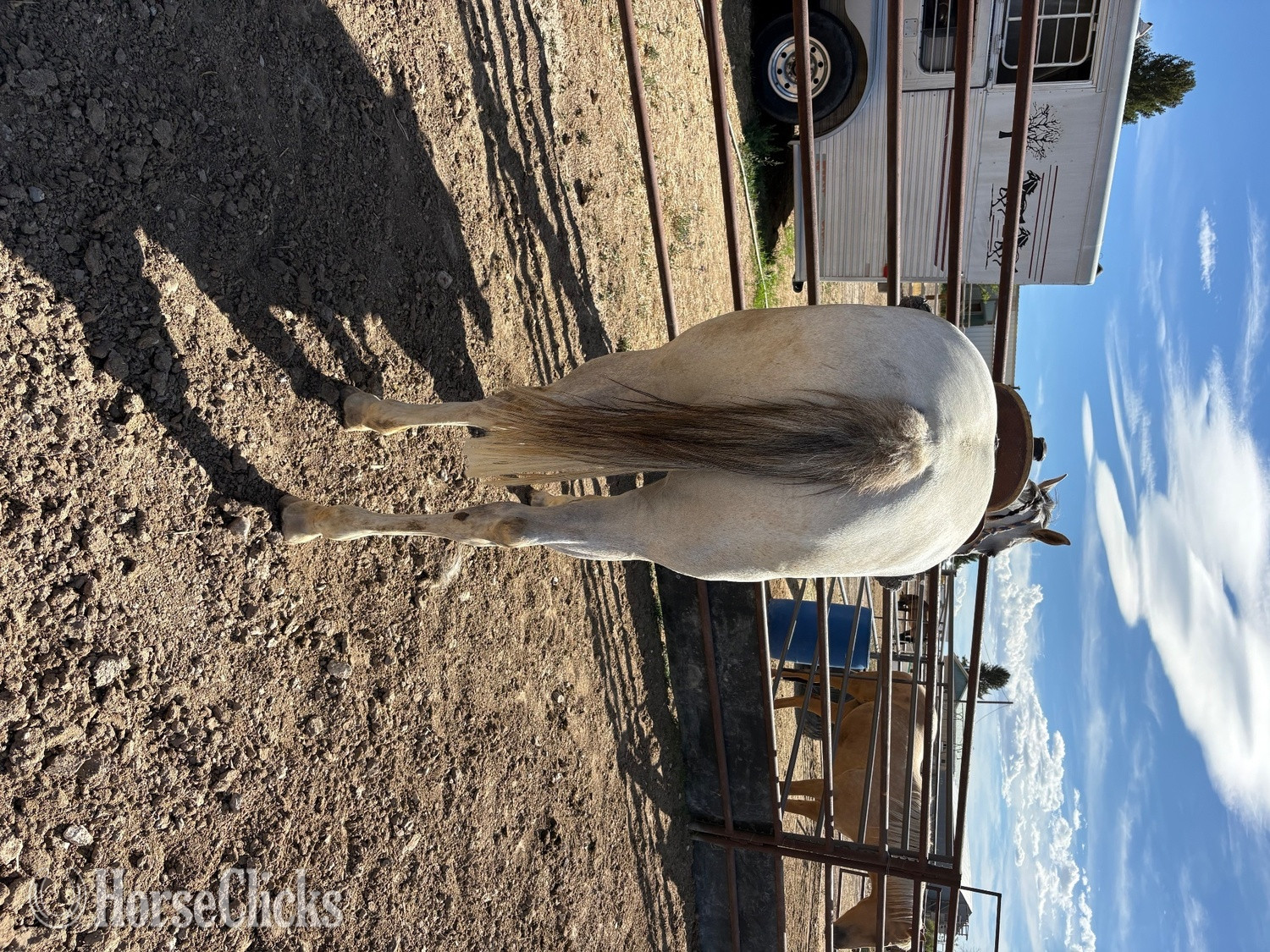 Utah "Cora " Grey Mare Quarter Horse