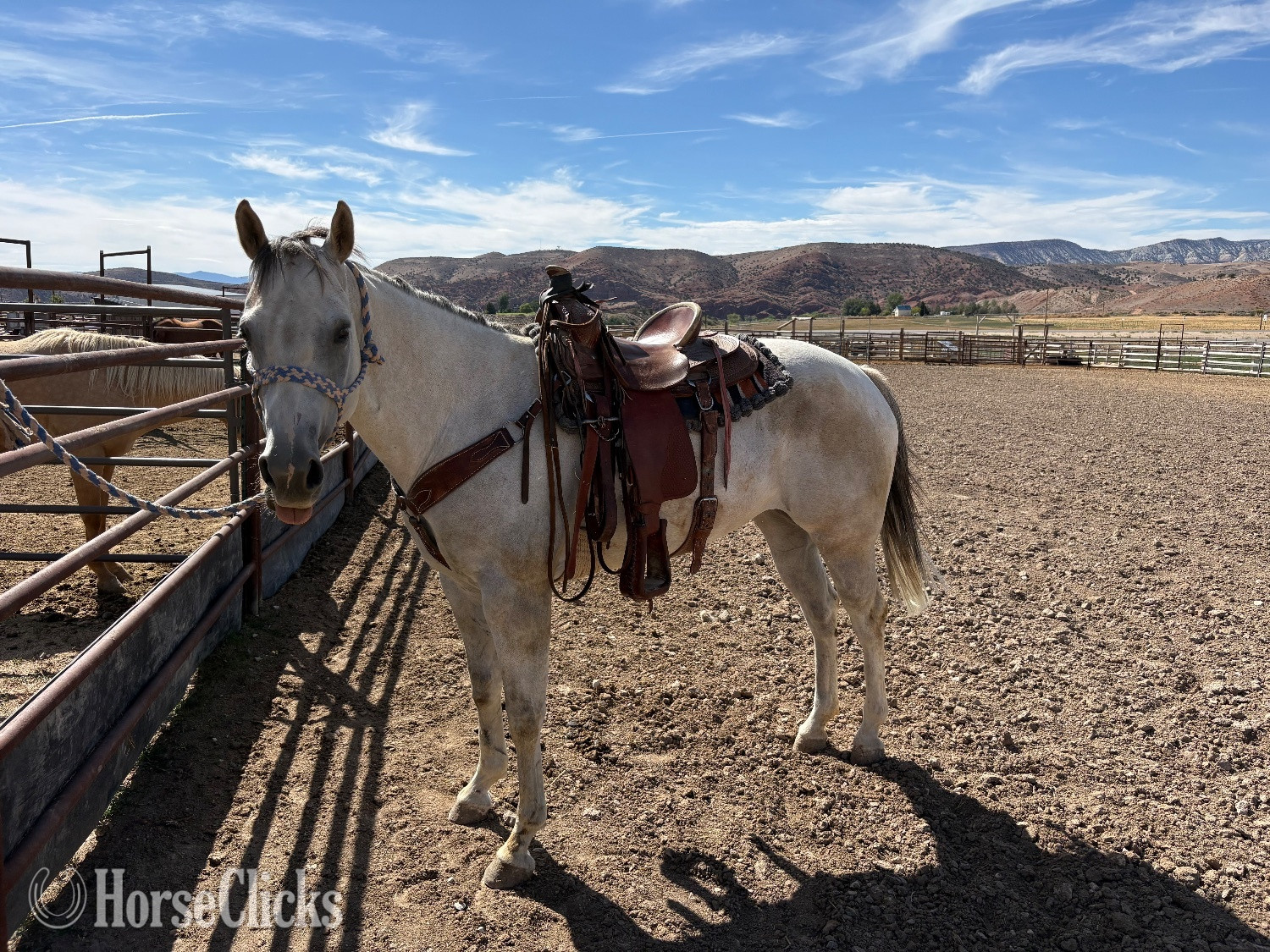"Cora " Grey Mare Quarter Horse - Quarter Horse in Utah