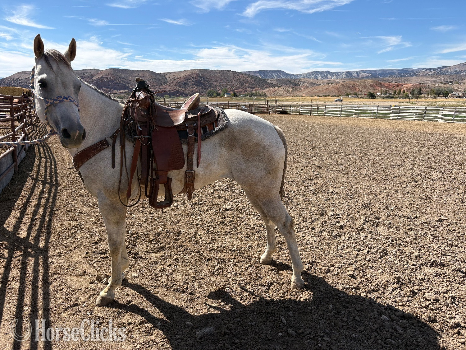 "Cora " Grey Mare Quarter Horse - Quarter Horse