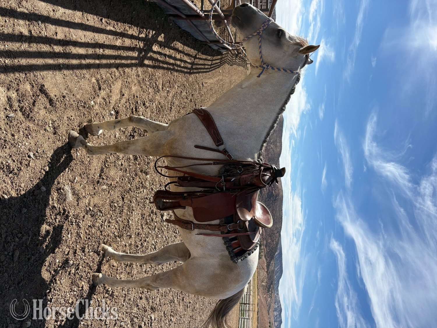 "Cora " Grey Mare Quarter Horse Utah