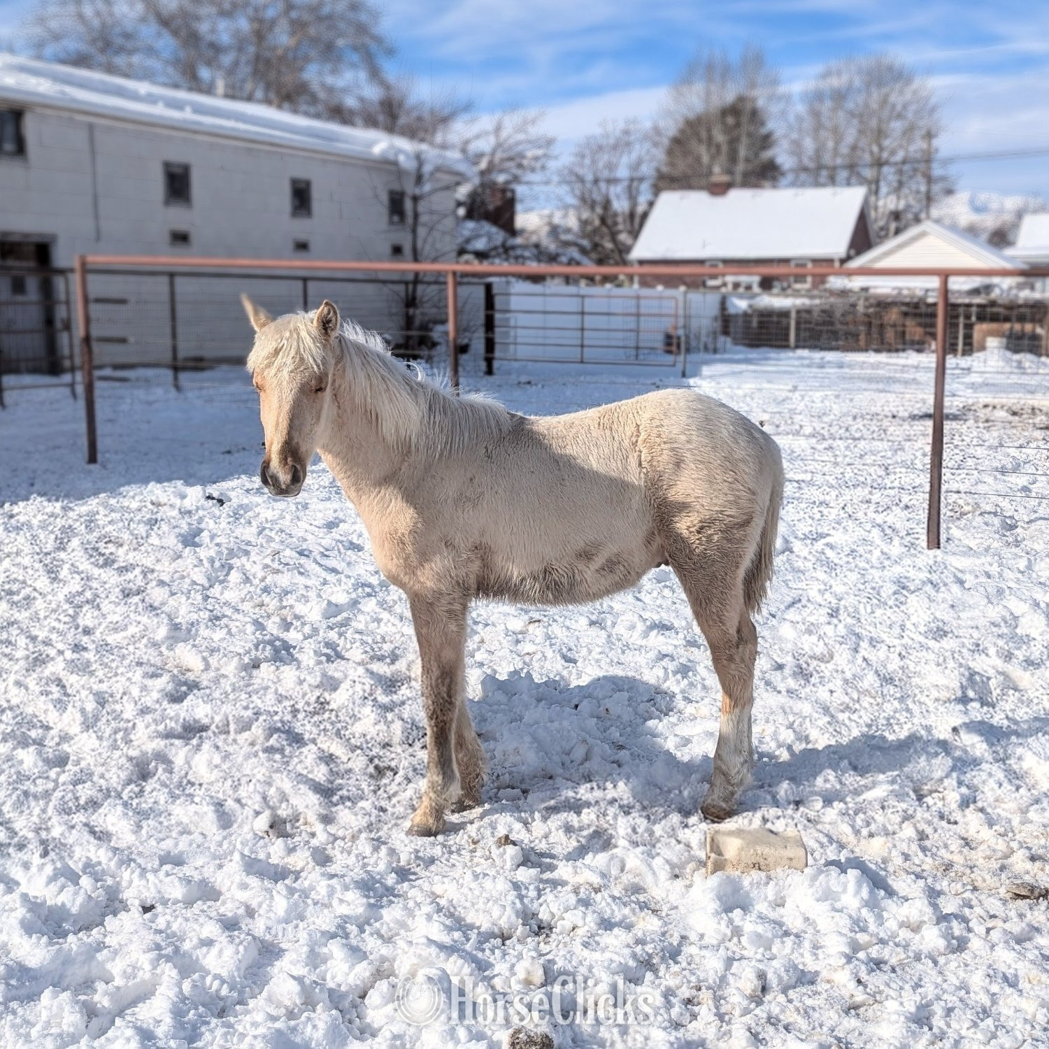 "West Desert Oro Palido " Palomino Stallion Morgan in Utah
