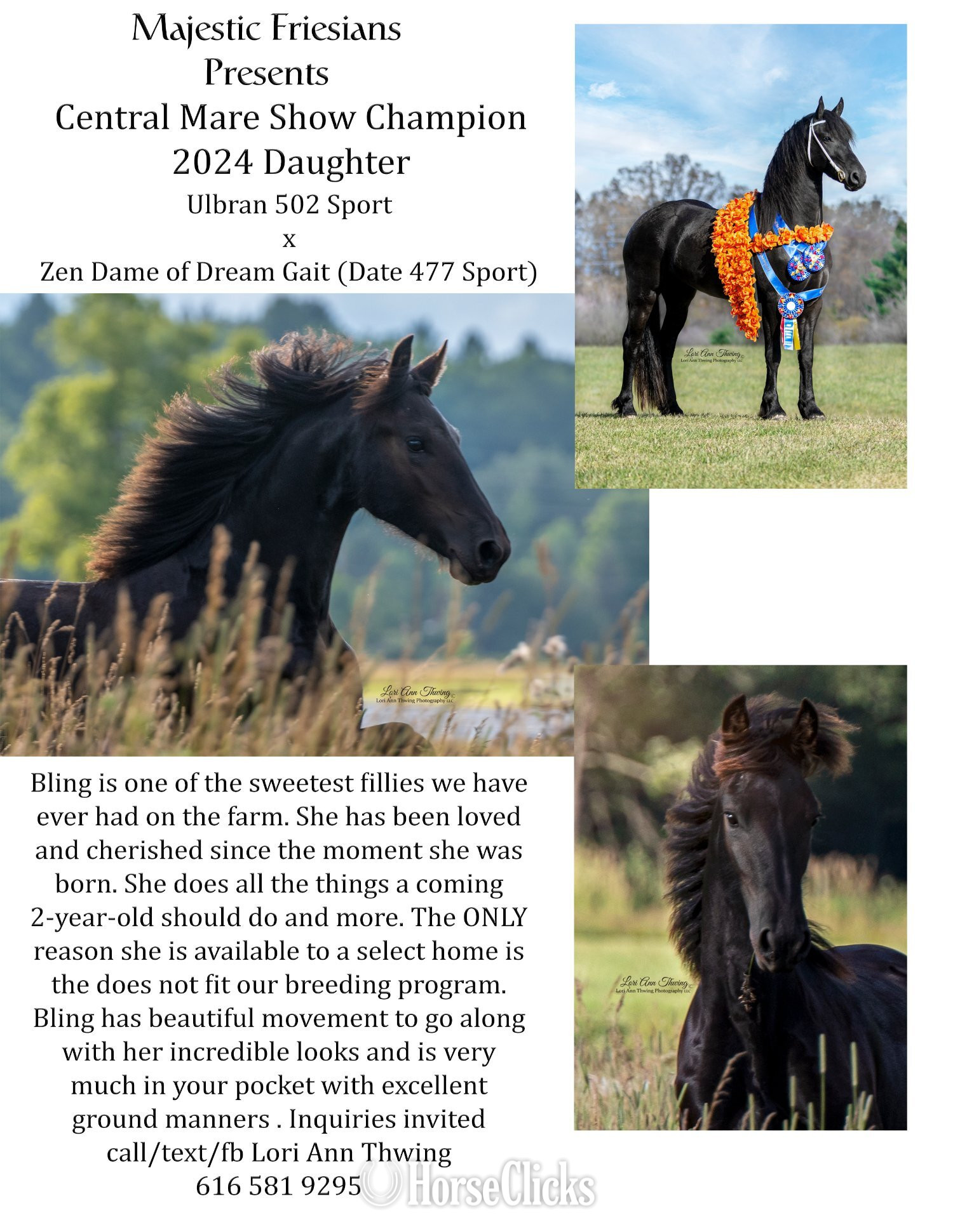 "Bling of Majestic Friesians" Black Filly Friesian in Michigan