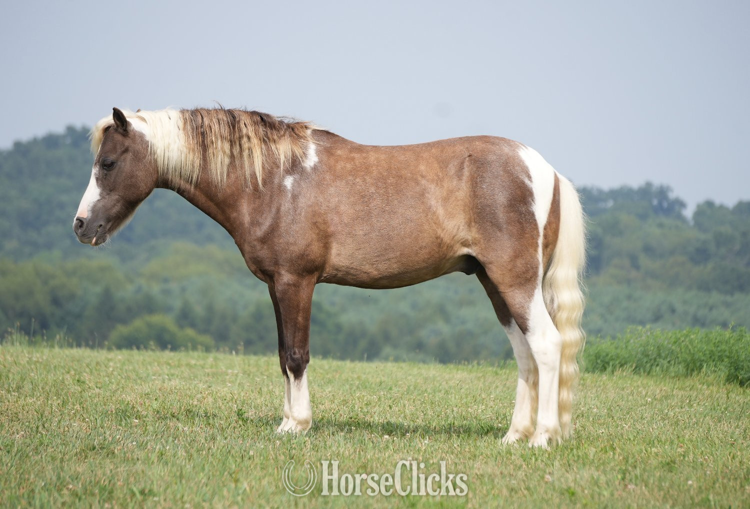 "Whiskey" Pinto Gelding Pony in Ohio
