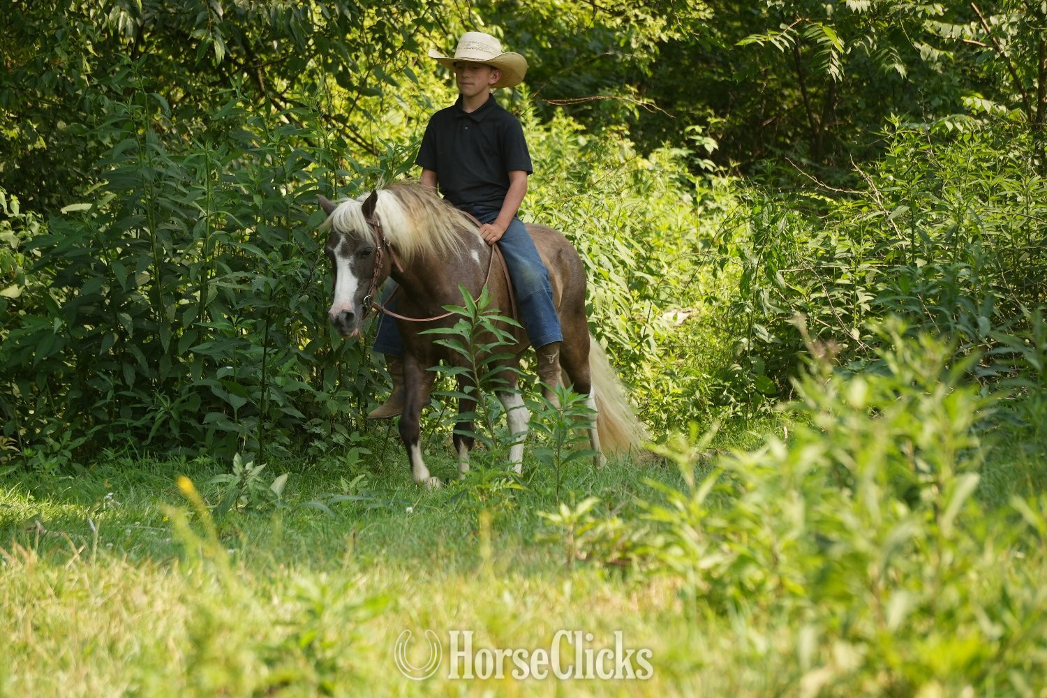 "Whiskey" Pinto Gelding Pony