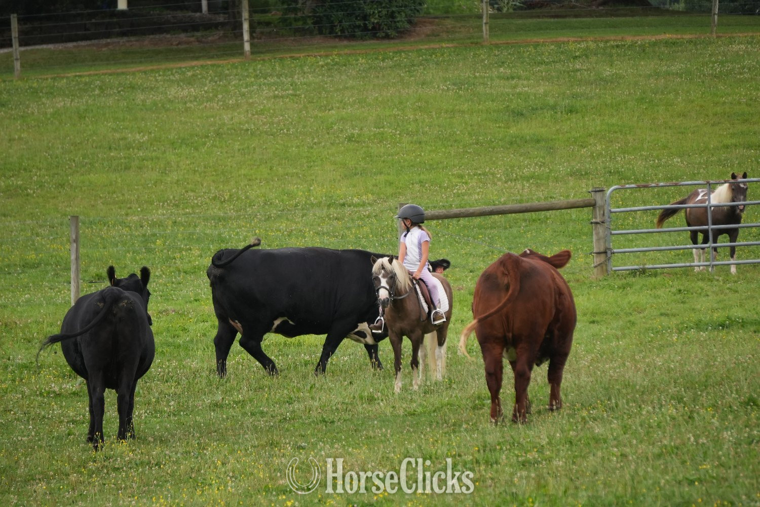 Pony - "Whiskey" Pinto Gelding Pony in Ohio