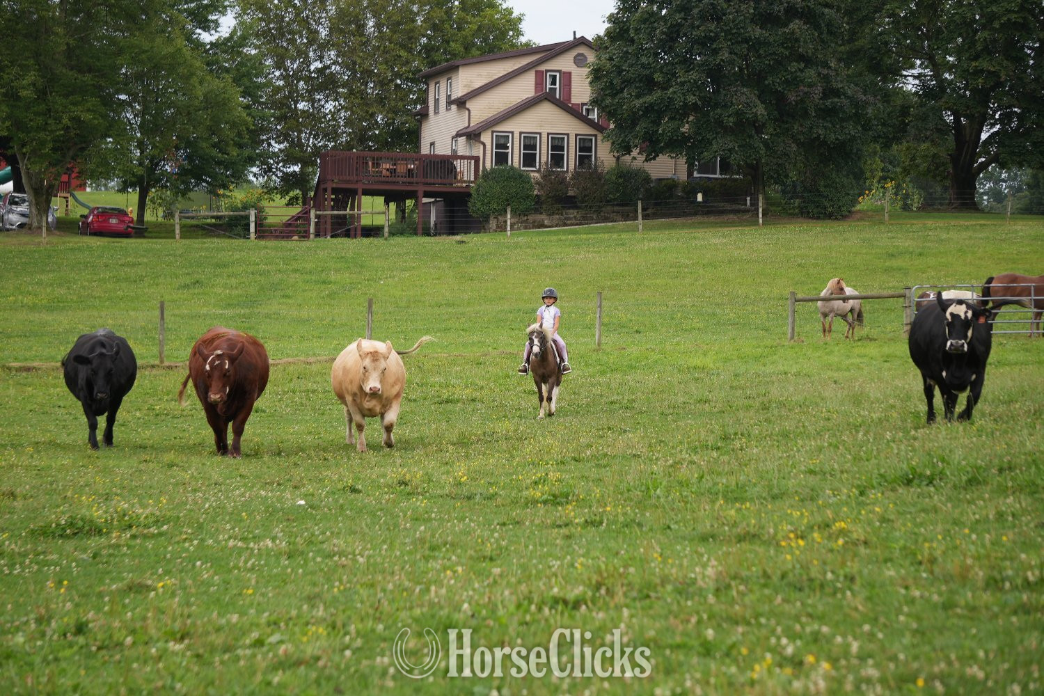 Pony - "Whiskey" Pinto Gelding Pony