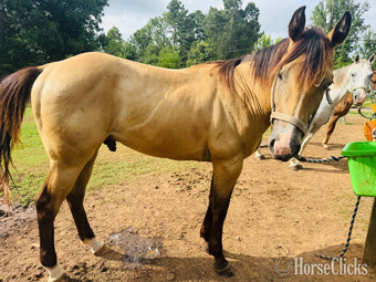 "Trapper John" Buckskin Gelding Quarter Horse