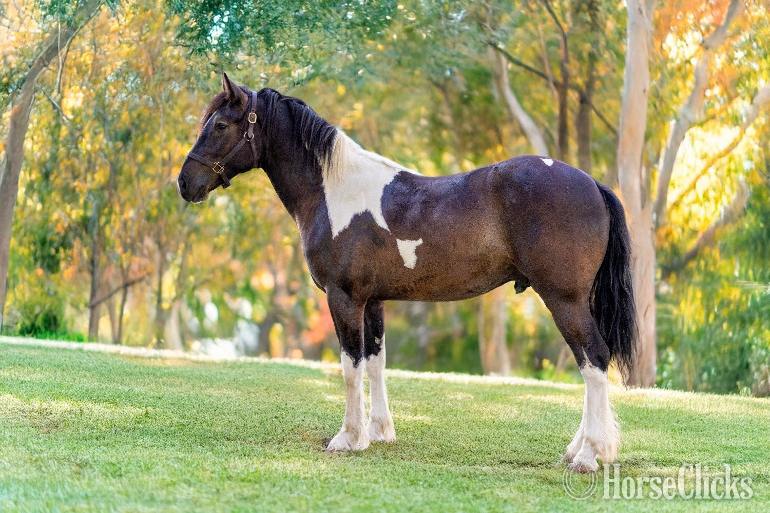 California "Sir Dinadan" Tabiano Colt Gypsy Vanner