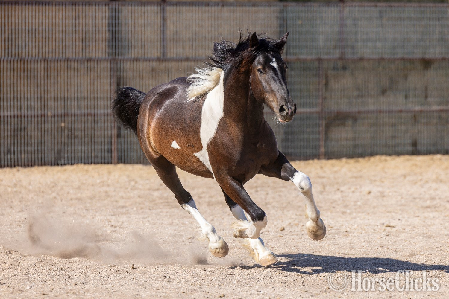 "Sir Dinadan" Tabiano Colt Gypsy Vanner - Gypsy Vanner in California