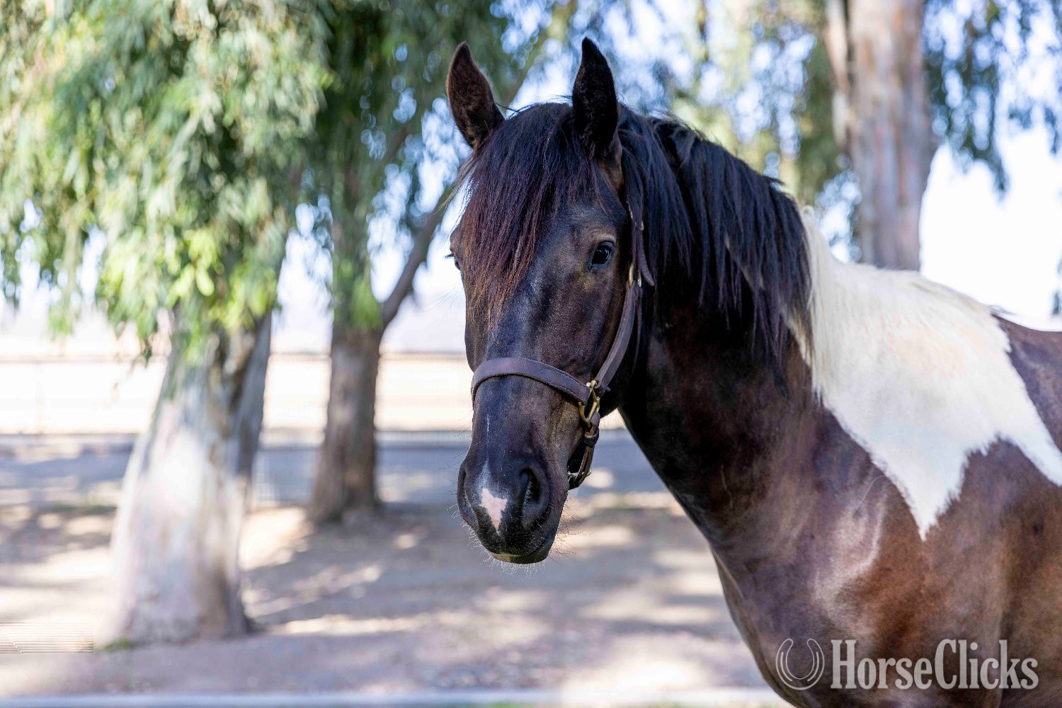 "Sir Dinadan" Tabiano Colt Gypsy Vanner - Gypsy Vanner