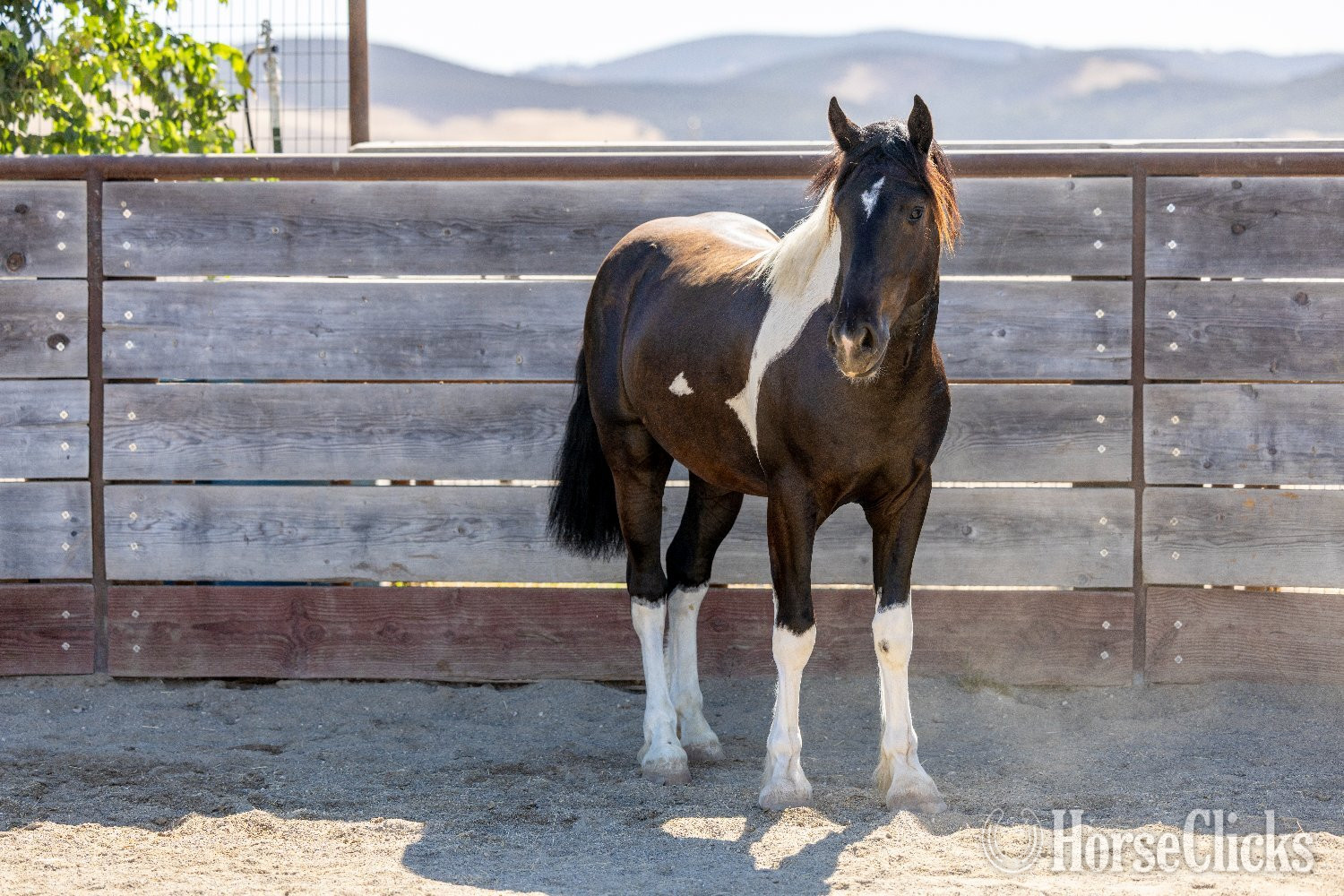 "Sir Dinadan" Tabiano Colt Gypsy Vanner