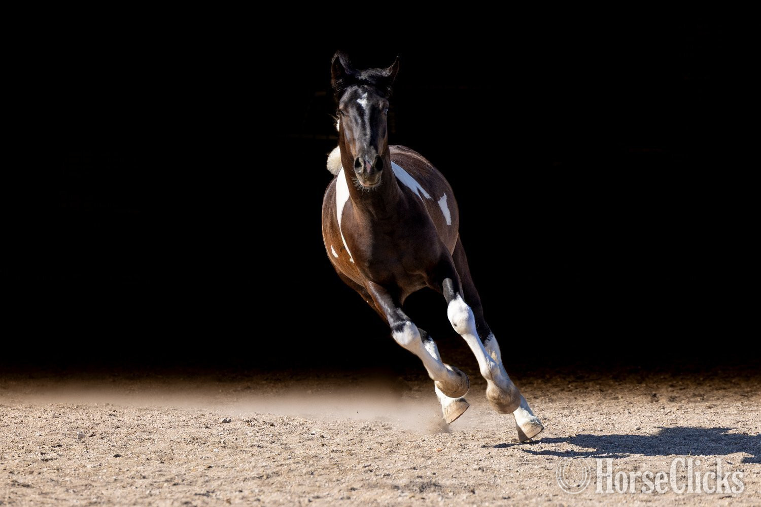 "Sir Dinadan" Tabiano Colt Gypsy Vanner California