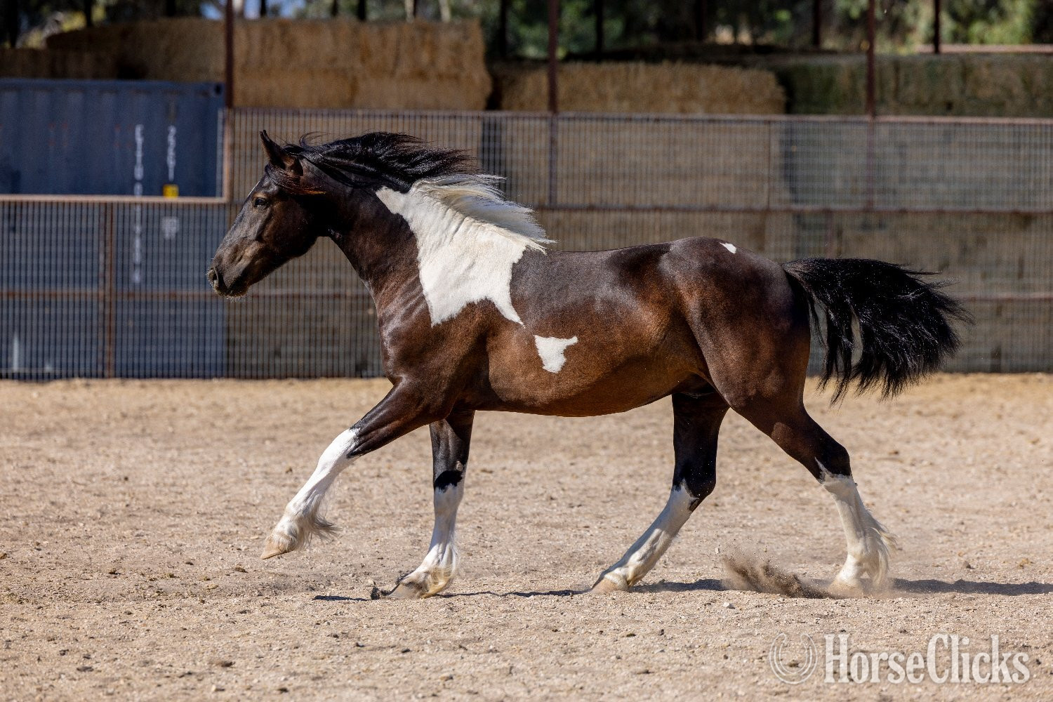 Gypsy Vanner - "Sir Dinadan" Tabiano Colt Gypsy Vanner in California