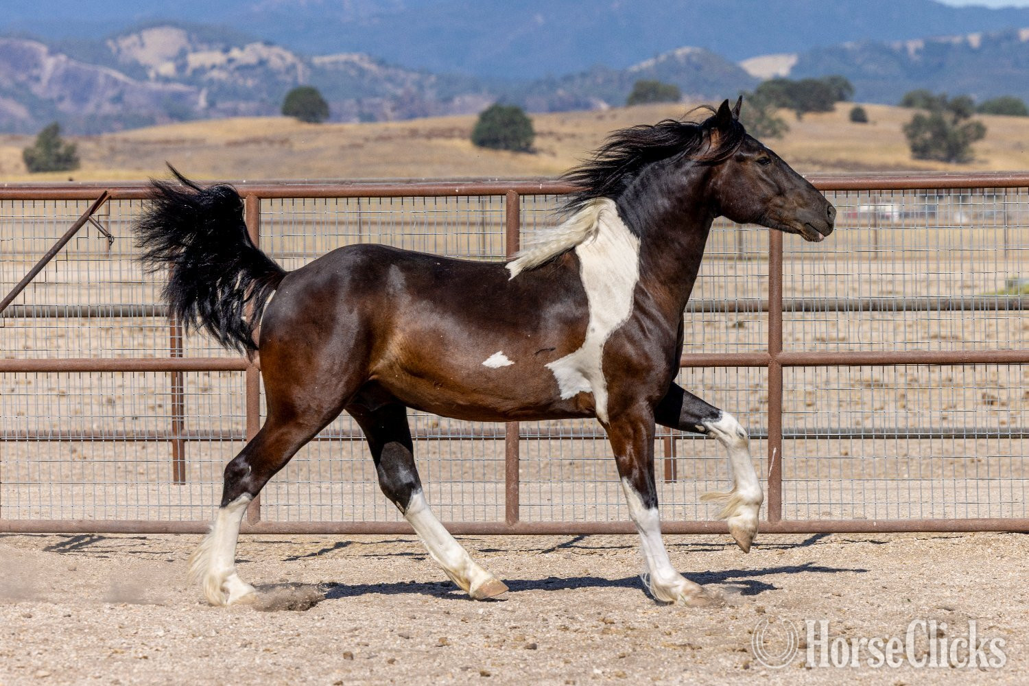 Gypsy Vanner - "Sir Dinadan" Tabiano Colt Gypsy Vanner