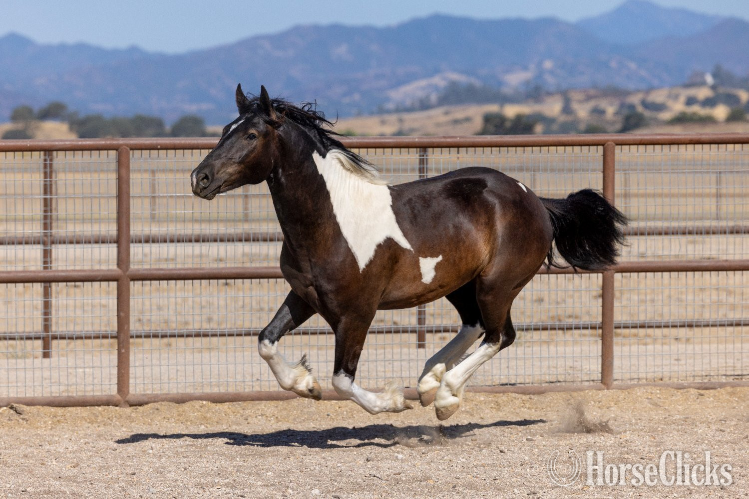 "Sir Dinadan" Tabiano Colt Gypsy Vanner in California