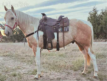 "King" Palomino Gelding Paint