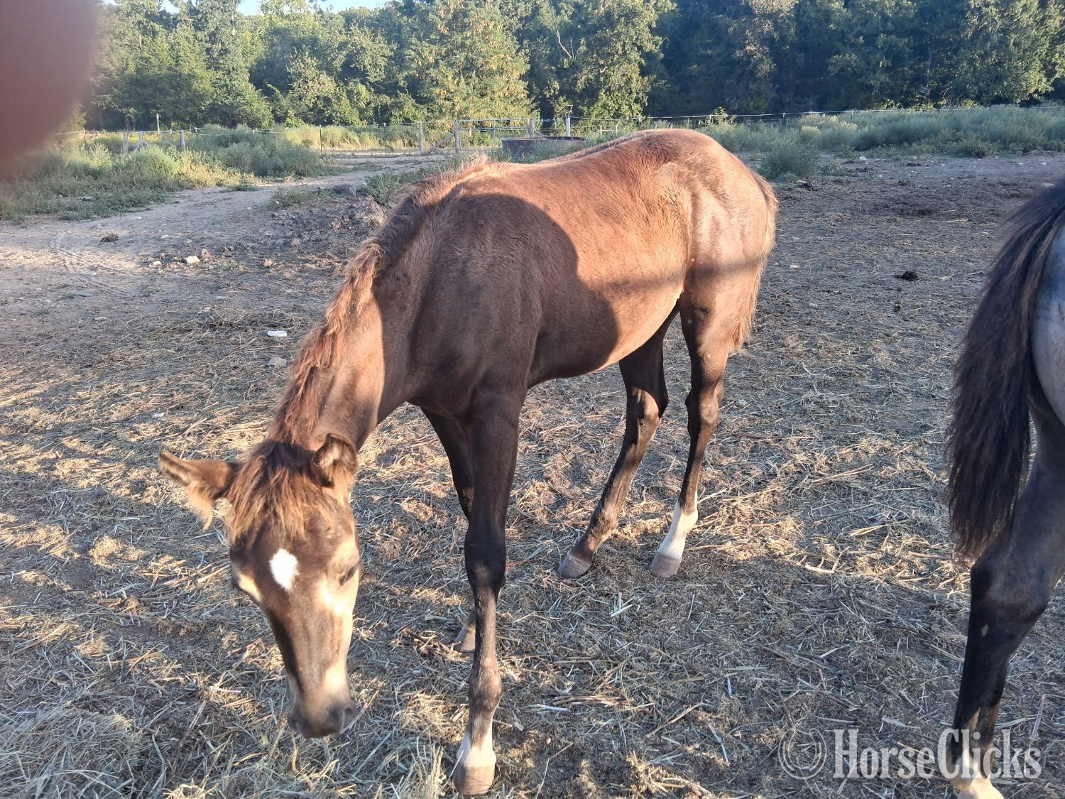 "Thunder" Brown Colt Other Breed in Arkansas