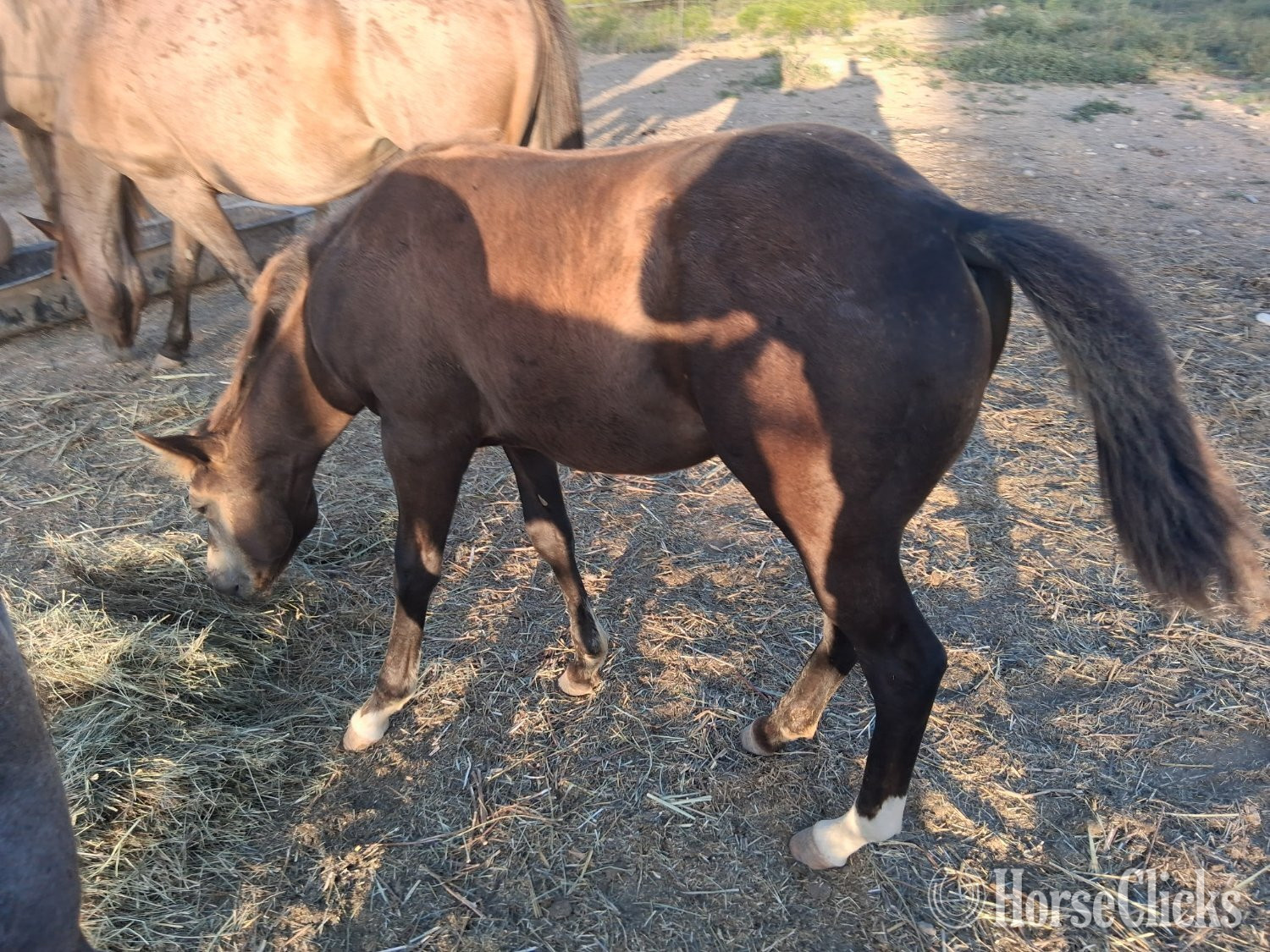 "Thunder" Brown Colt Other Breed