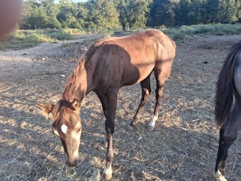 "Thunder" Brown Colt Other Breed