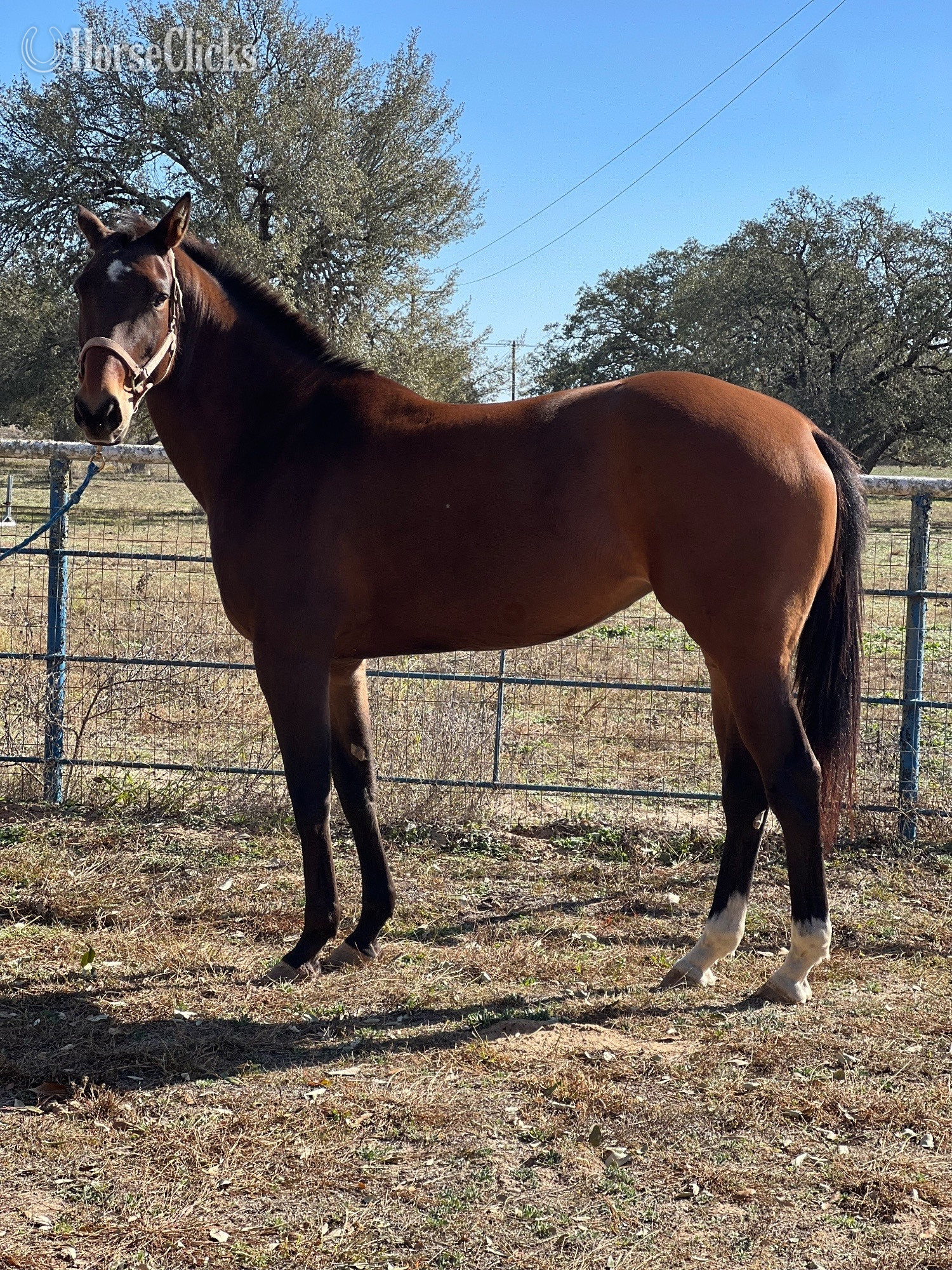 "Mischief Managed" Bay Mare Holsteiner in Texas
