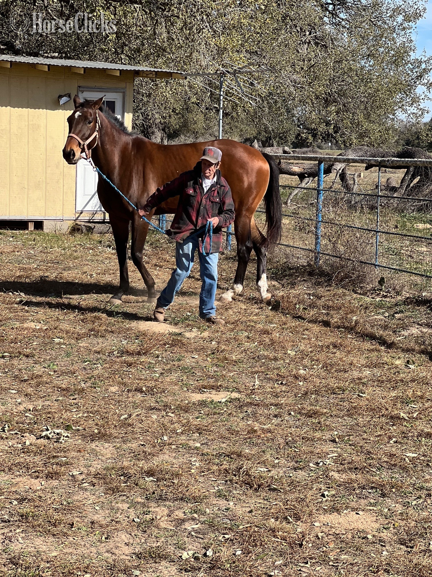 "Mischief Managed" Bay Mare Holsteiner