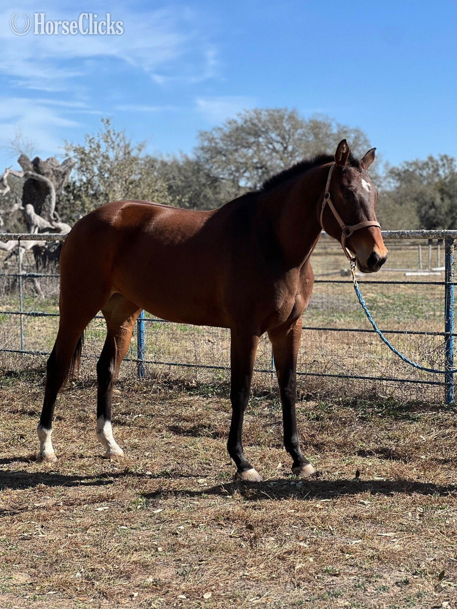 Texas "Mischief Managed" Bay Mare Holsteiner