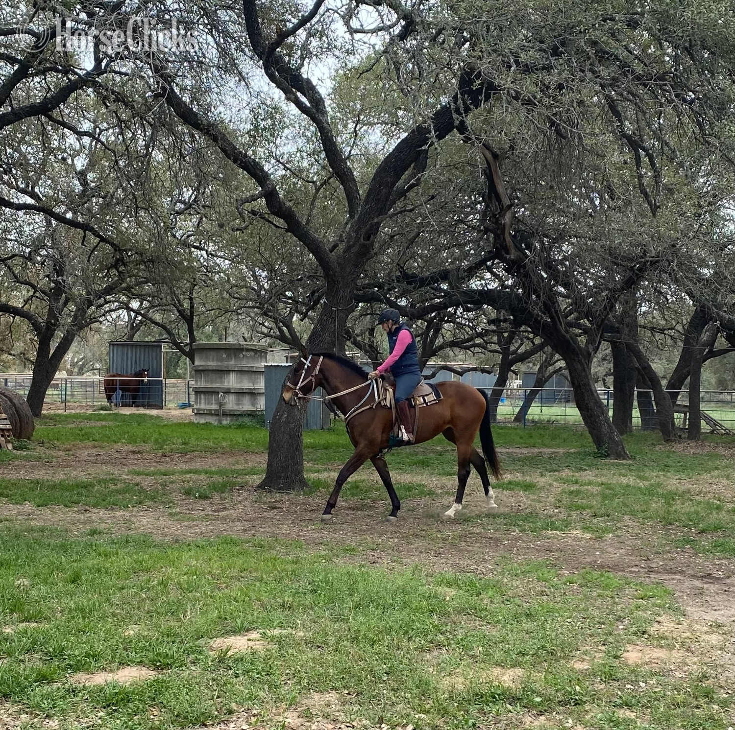 "Mischief Managed" Bay Mare Holsteiner - Holsteiner in Texas