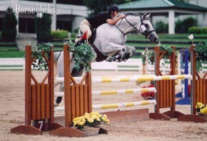 "Mischief Managed" Bay Mare Holsteiner - Holsteiner