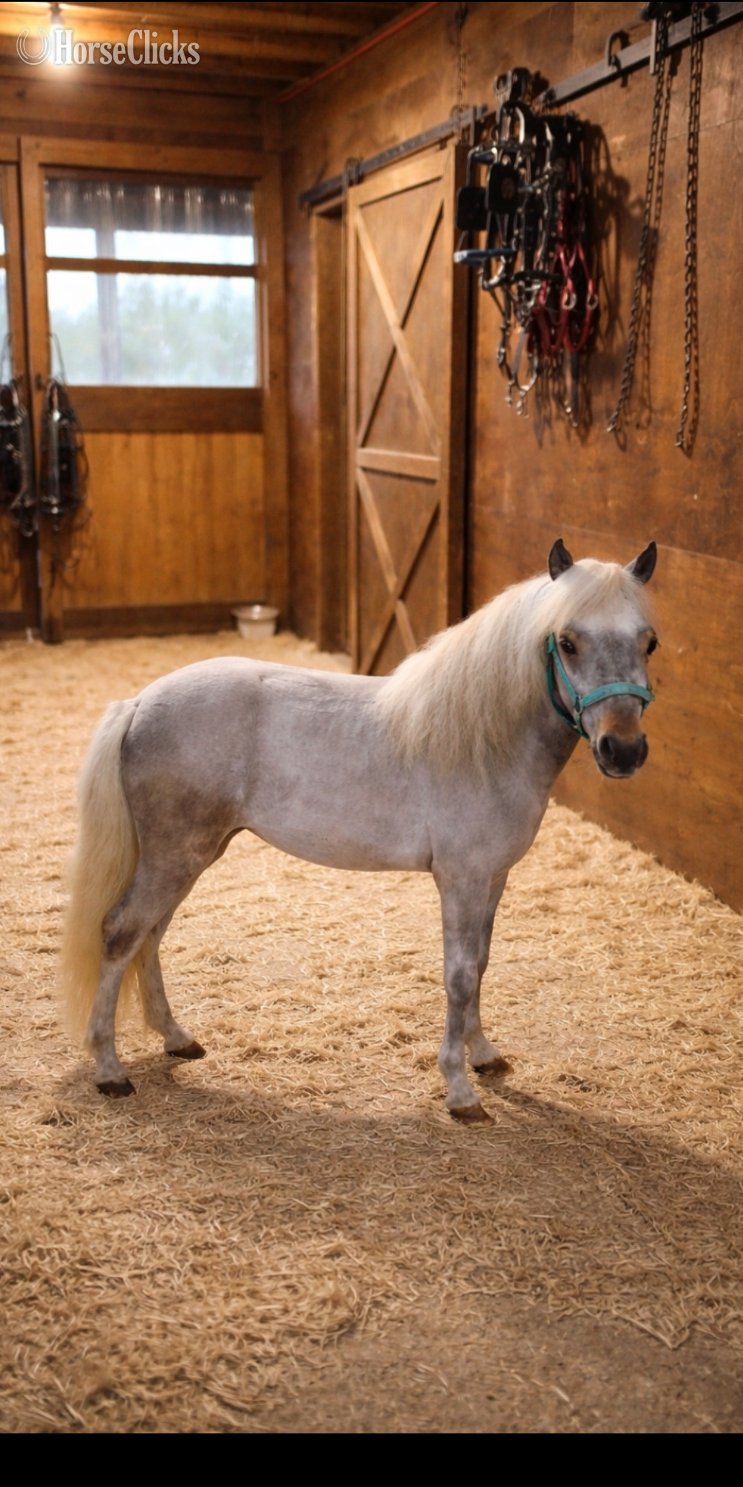 "Gracey " Grey Filly Pony